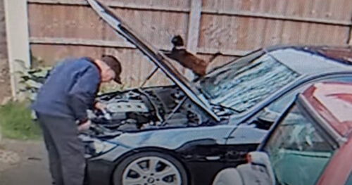 Кошка закрыла капот машины и ударила хозяина