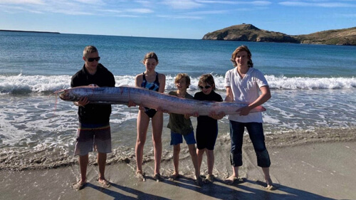 Придя на пляж, люди нашли редкую рыбу с длинным телом