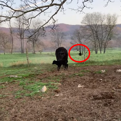 Корова встала на защиту своего телёнка и прогнала медведя с поля