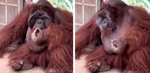 Орангутанг, живущий в зоопарке и оказавшийся опытным курильщиком, взволновал общественность