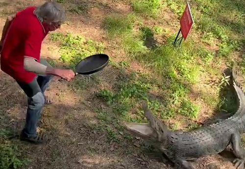 Владелец паба преподал крокодилу урок, ударив рептилию сковородкой по голове