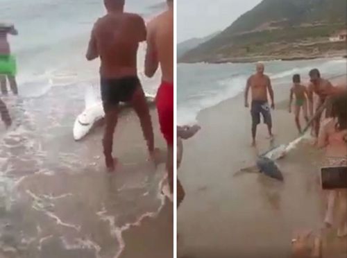 Отдыхавшие на пляже люди вытащили из воды акулу, чтобы поиздеваться над ней