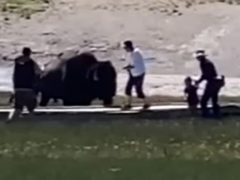 Посетитель национального природного парка подвергся нападению бизона