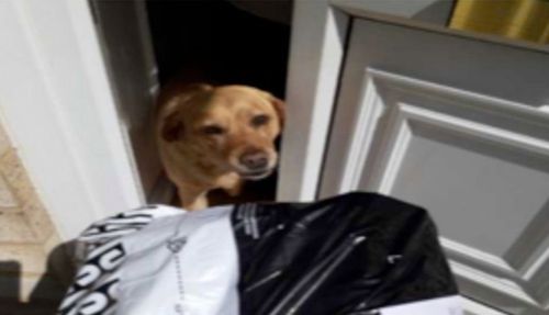 Хозяин удивился, узнав, что собака получила посылку вместо него