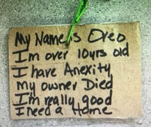Пса нашли на улице с грустной запиской, привязанной к ошейнику