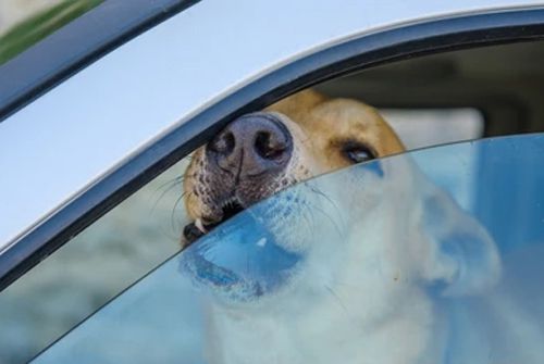 Несчастную собаку дважды за один день заперли в раскалённой машине
