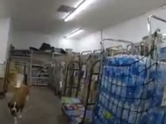 Продавцы вызвали полицейских, чтобы те убрали из магазина «гигантскую собаку»
