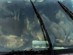 Сорок семь кошек, живших в машине и страдавших от жары, были спасены