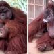 Орангутанг, живущий в зоопарке и оказавшийся опытным курильщиком, взволновал общественность