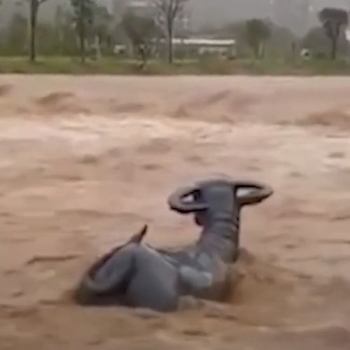 Из-за дождей скульптуры в виде буйволов отправились в плавание