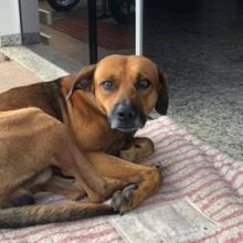 Собака четыре месяца поджидала возле больницы своего скончавшегося хозяина