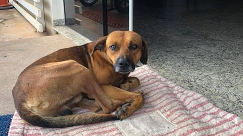 Собака четыре месяца поджидала возле больницы своего скончавшегося хозяина