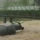 Из-за дождей скульптуры в виде буйволов отправились в плавание