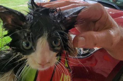 С помощью смазки котёнка, застрявшего в ободе колеса, удалось спасти