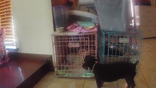 Собака открывает клетки, чтобы выпустить своих четвероногих подруг на свободу