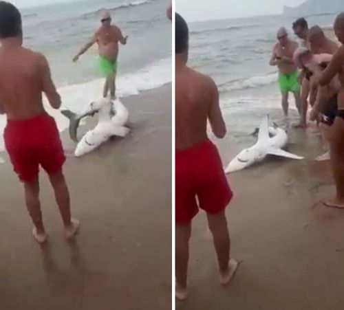 Отдыхавшие на пляже люди вытащили из воды акулу, чтобы поиздеваться над ней