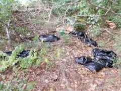 Возле жилого комплекса обнаружены мешки с трупами обезглавленных животных