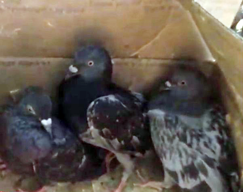 Найдя оставленные без присмотра коробки, женщина помешала кровавому жертвоприношению птиц