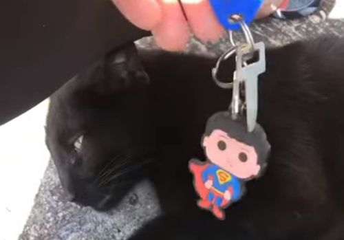 Чёрная кошка сумела достать ключи, до которых хозяйка никак не могла добраться