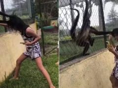 Девочка, рассердившая обезьян в зоопарке, была схвачена животными за волосы