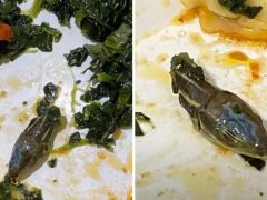 Стюардесса обнаружила отрубленную змеиную голову в своём обеде