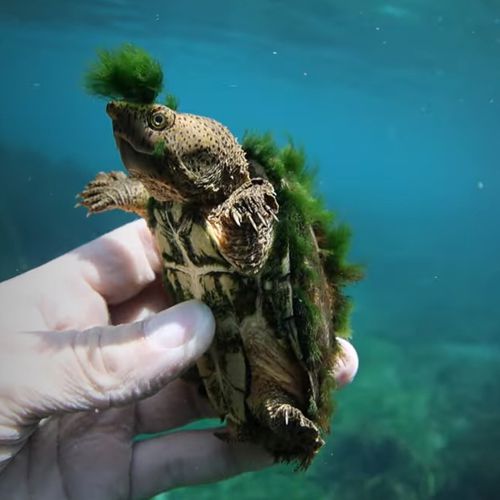Черепаха заполучила стильную причёску из водорослей