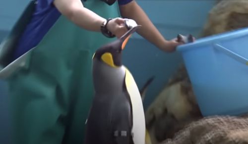 Пингвины не желают, чтобы их кормили дешёвой рыбой