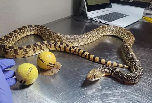 Змея съела два мяча для гольфа вместо яиц, а после застряла в заборе