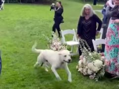 Жених попытался сделать пса воспитанным участником свадьбы, но питомец врезался в микрофон