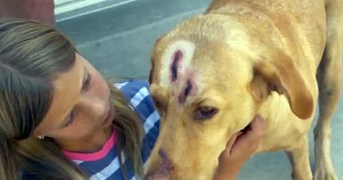 Пума атаковала собаку, защищавшую детей