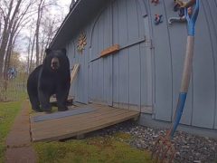 Засов на двери помог справиться с медведем, воровавшим птичий корм