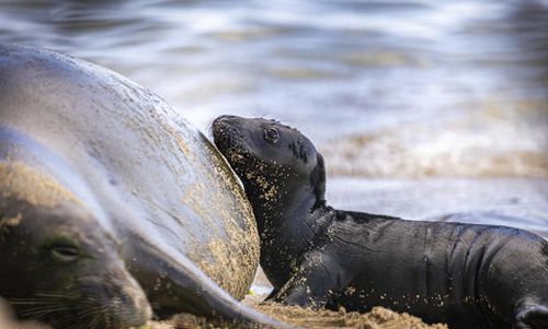 Пловчиха была атакована тюленем, защищавшим детёныша