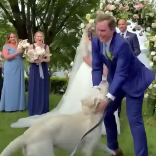 Жених попытался сделать пса воспитанным участником свадьбы, но питомец врезался в микрофон