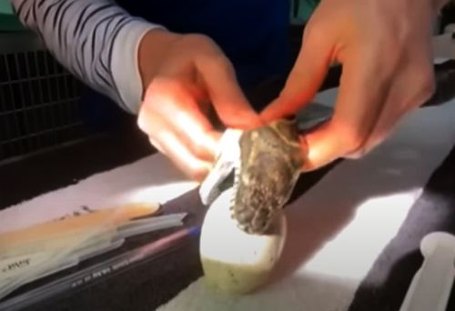 Ветеринары помогли питону, который проглотил керамическое яйцо