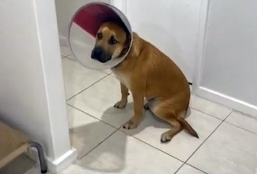 Пёс в медицинском воротнике забыл, как нужно двигаться