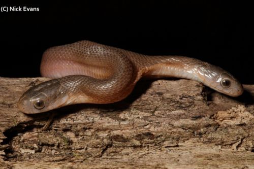 Сельский житель и змеелов спасли удивительную змейку с двумя головами