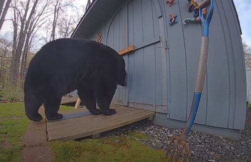 Засов на двери помог справиться с медведем, воровавшим птичий корм