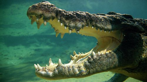 Колледж закрыл свой природный центр для посещений из-за аллигатора, поселившегося в реке