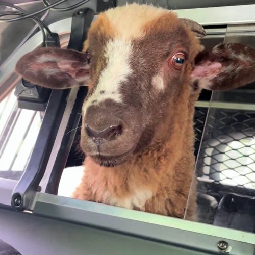 Овца, сбежавшая с фермы, покаталась в полицейской машине