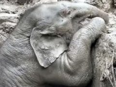 Слониху и её детеныша три часа спасали из ямы
