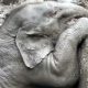 Слониху и её детеныша три часа спасали из ямы