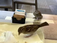 Птичка прилетела в ресторан, чтобы накормить своего птенца