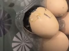 Вместо ожидаемой яичницы мужчина получил вылупившегося цыплёнка