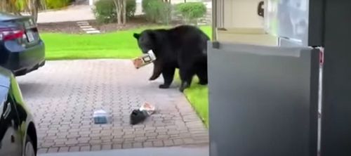 Медведь совершил набег на чужой холодильник