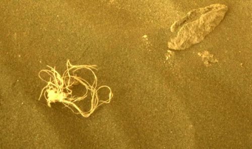 Людей удивила фотография, сделанная на Марсе и показывающая объект, похожий на спагетти