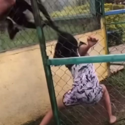 Девочка, рассердившая обезьян в зоопарке, была схвачена животными за волосы