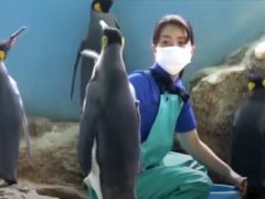 Пингвины не желают, чтобы их кормили дешёвой рыбой