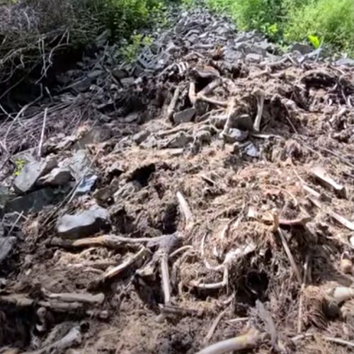 Людей шокировало «лосиное кладбище» с множеством костей погибших животных