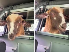 Овца, сбежавшая с фермы, покаталась в полицейской машине