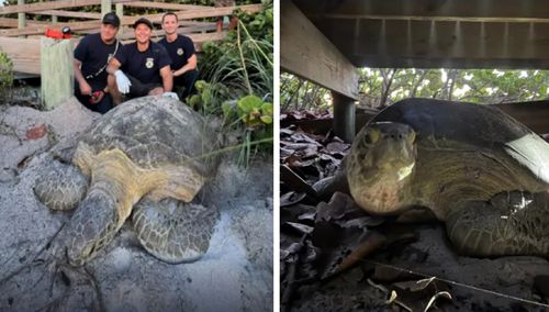 Пожарные спасли черепаху, застрявшую под дощатым настилом